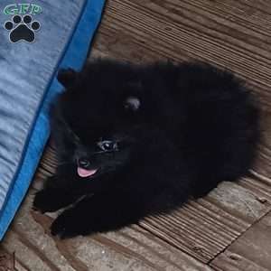 Black Velvet, Pomeranian Puppy